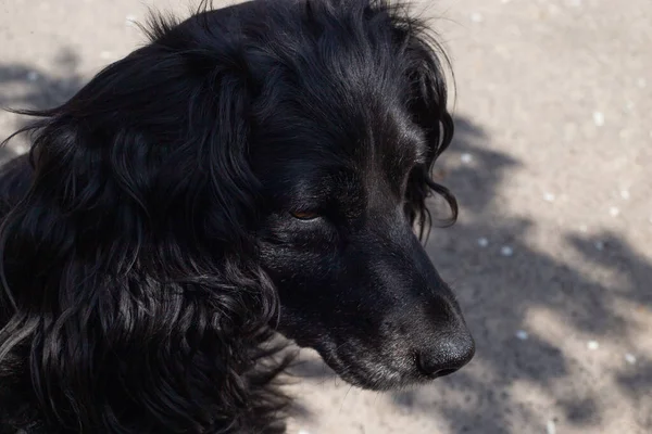 black cocker portrait, black and white dog