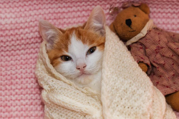 Fragile Kitten Wrapped Scarf — Stock Photo, Image