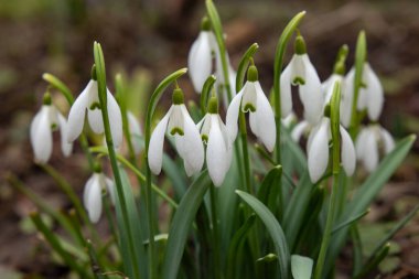 kedi ve Noel ağacı