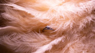 silver ring among the feathers