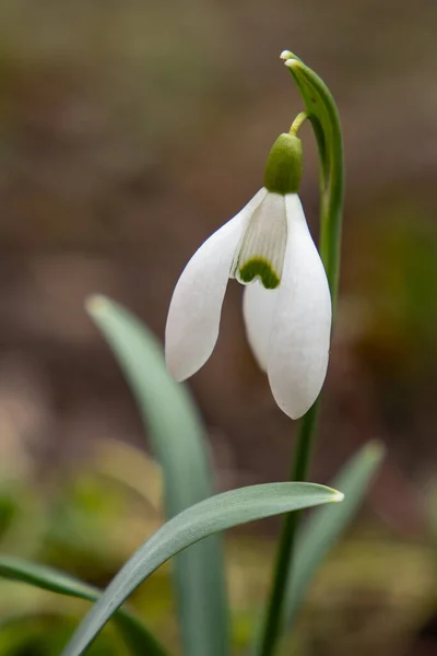 Snowdrop Flower Bloomed Winter Woods — стоковое фото