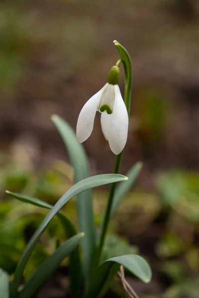 Snowdrop Flower Bloomed Winter Woods — Fotografia de Stock