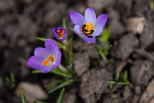 Bee Crocus Flowers — Fotografie, imagine de stoc