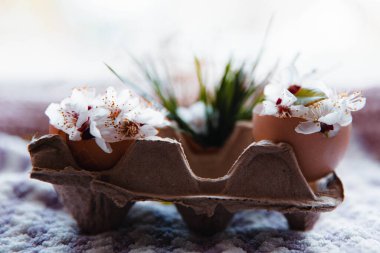 flowers and herbs in eggshell on a pink background next to a white dried flower