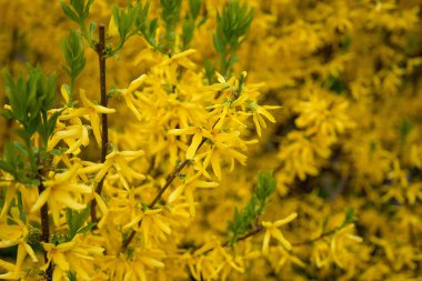 egg with a bow on a textile pink background with white dried flowers and white blooms