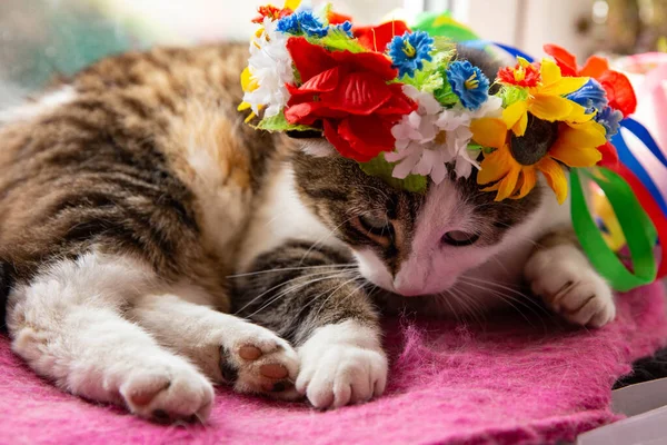 Cat Colored Ukrainian Wreath Lies Windowsill — Stockfoto