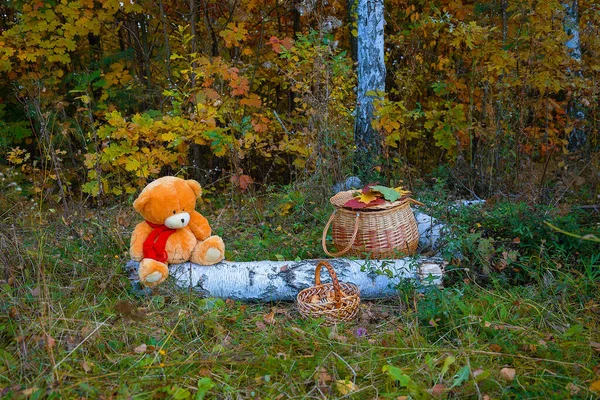 Soft Teddy Bear Sits Fallen Shore Woods Fairy Tale — Stok fotoğraf