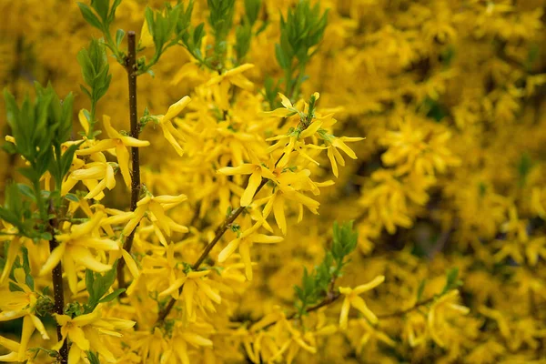 egg with a bow on a textile pink background with white dried flowers and white blooms