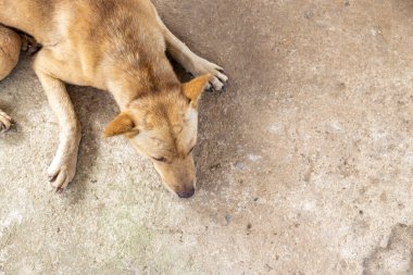 Yakın plan köpek beton zeminde uyuyor. en üstteki görünüm
