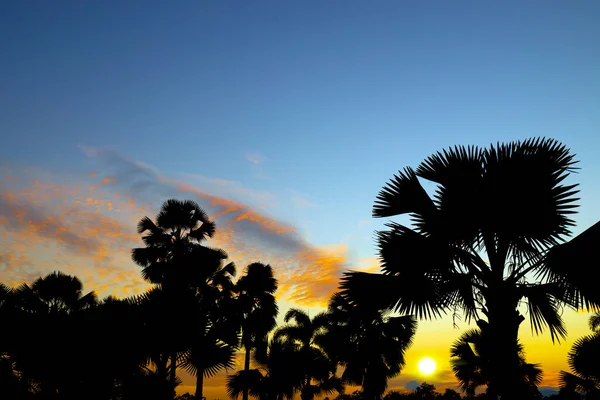 Tropical Palm Trees Silhouette Sunset Beach — Stock Photo, Image