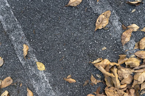 Сухие Листья Лежали Асфальтовом Фоне Сухой Лист Вид Сверху Плоская — стоковое фото