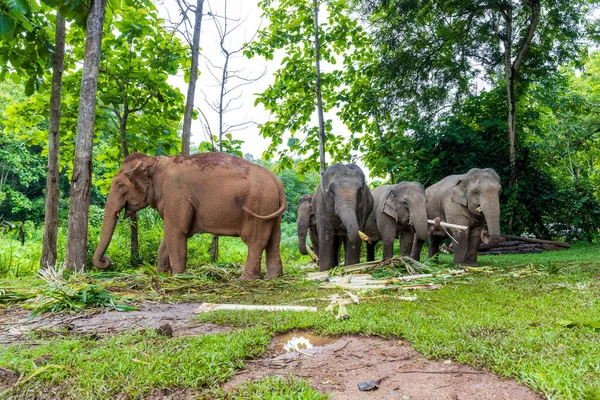Azjatycki Słoń Cieszy Się Jedzenie Parku Przyrody Tajlandia — Zdjęcie stockowe