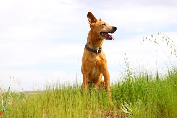 Haustier im Gras — Stockfoto