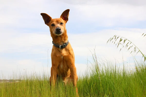 Puppy dog on green grass — Stock Photo, Image