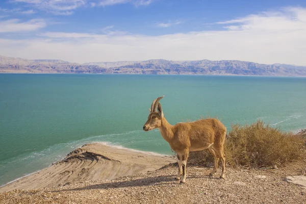 Ein gedi İsrail — Stok fotoğraf