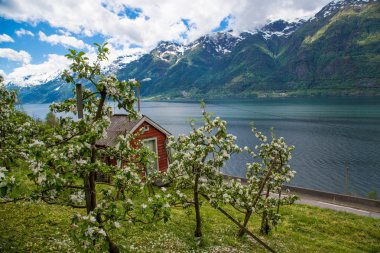 Lofthus, Hardangerfjord, çiçek açması elma meyve bahçesi