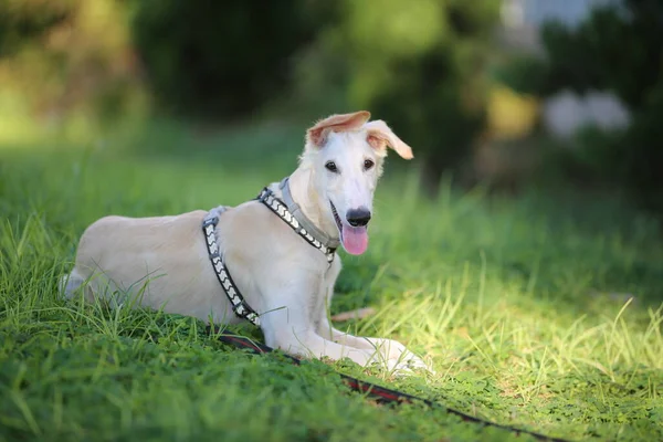 Joven Cachorro Raza Pura Grisón Borzoi Galgo Ruso — Foto de Stock