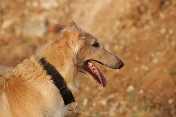 Hermoso Retrato Galgo — Foto de Stock