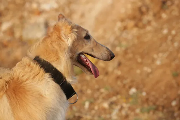 Hermoso Retrato Galgo — Foto de Stock