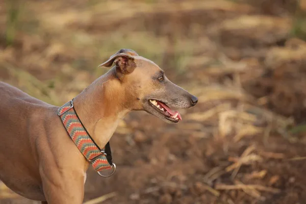 Hermoso Retrato Galgo — Foto de Stock