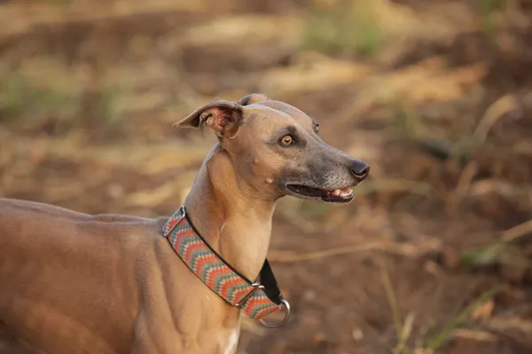 Hermoso Retrato Galgo — Foto de Stock