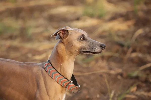 Hermoso Retrato Galgo — Foto de Stock