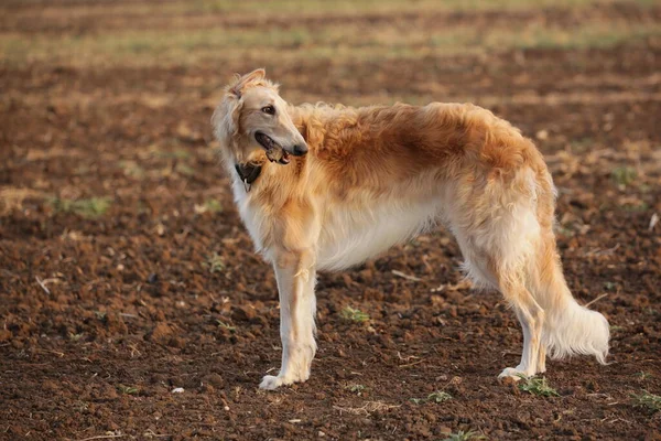 Hermoso Retrato Galgo — Foto de Stock