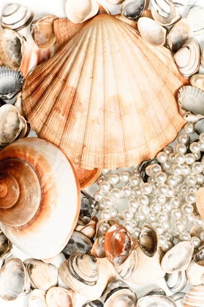Coquille de mer avec perles — Photo