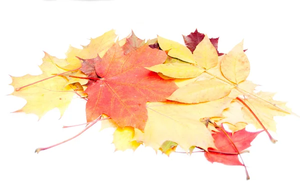 Grupo otoño hojas decoracion — Foto de Stock