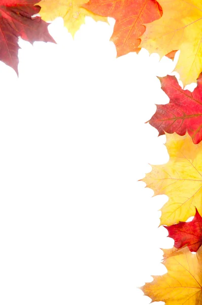 Grupa jesień liście decoracion — Zdjęcie stockowe