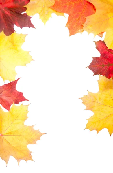 Group autumn leaves decoracion — Stock Photo, Image