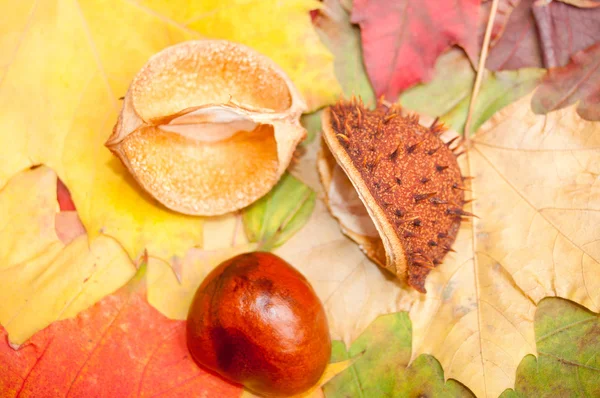 Groupe automne feuilles décoracion — Photo