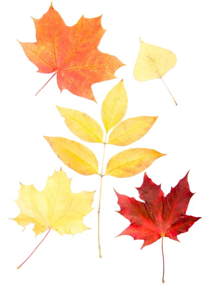 Группа осенью листья декорации — стоковое фото