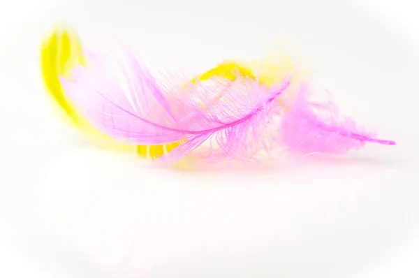 Colorful feathers — Stock Photo, Image