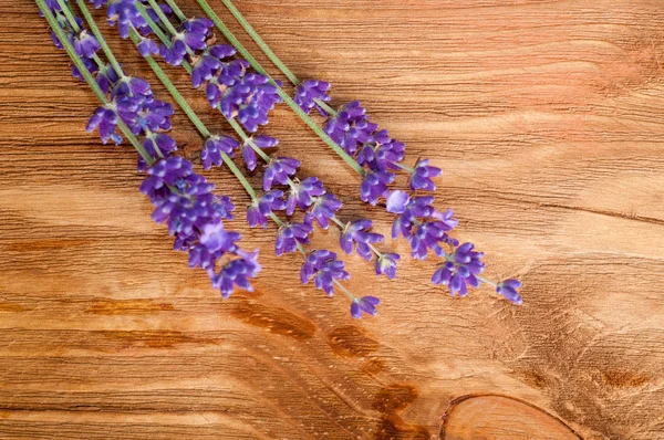 Flores de lavanda — Fotografia de Stock