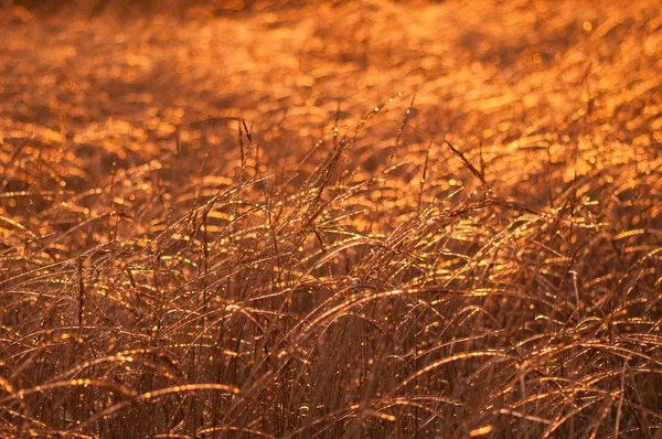 Fotoplantas congeladas por las heladas al atardecer — Foto de Stock