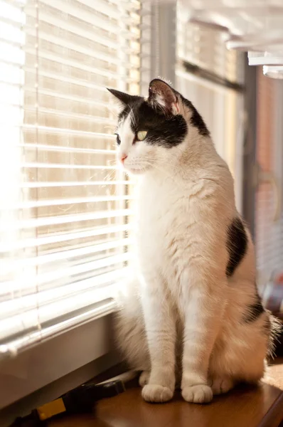Kedi pencereye bakıyor.