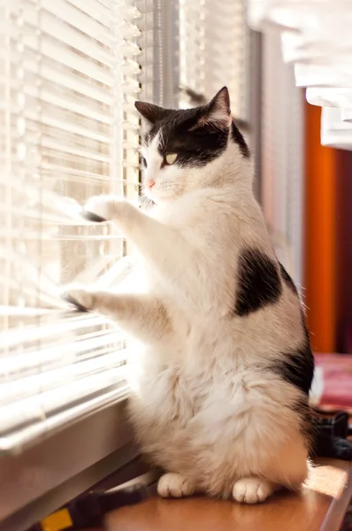 Kedi pencereye bakıyor.