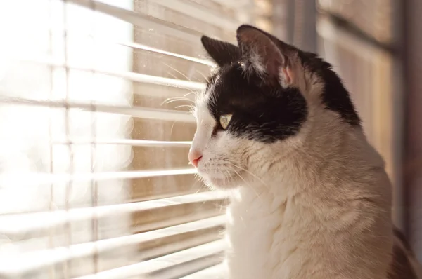 Kočka se dívá do okna — Stock fotografie