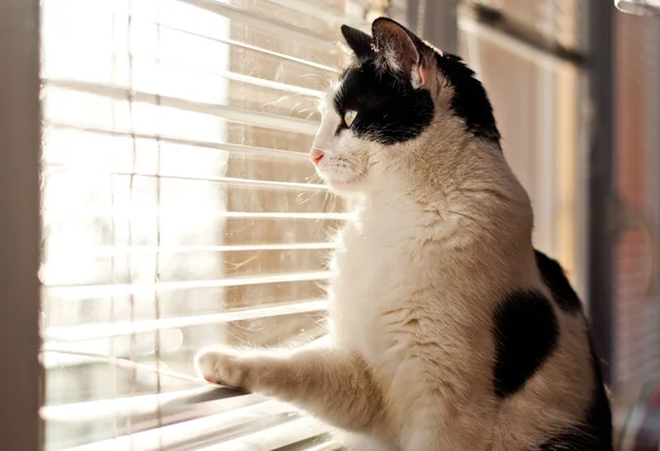 Macska néz az ablakon Stock Kép