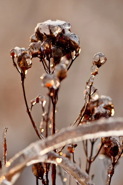 Gün batımında Don tarafından dondurulmuş fotoğraf bitkiler — Stok fotoğraf