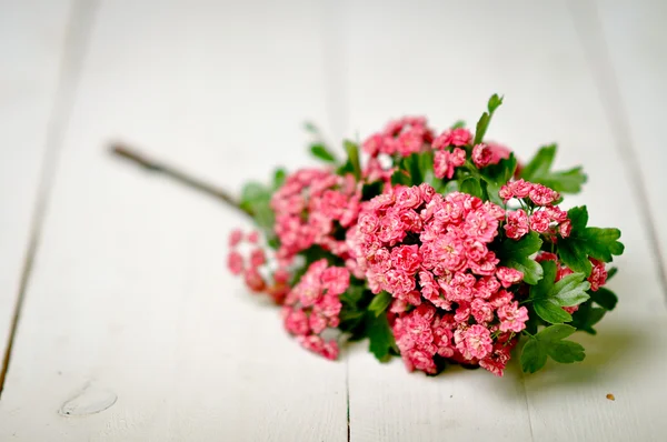 Decoratie. roze bloemen op witte boards — Stockfoto