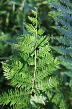 sologne içinde pteridophyta