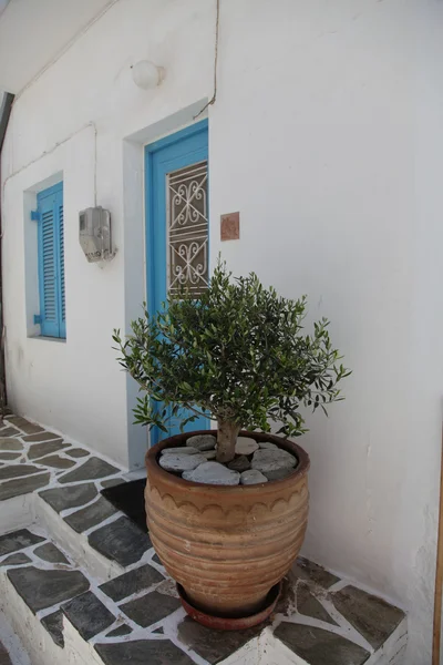 Paros Adası zeytin odun — Stok fotoğraf