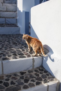 satorini adasında iç kedi