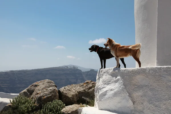 Cães na ilha de Santorini Fotos De Bancos De Imagens Sem Royalties