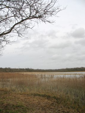 Reedbed yakın bir göl kışın Fransa