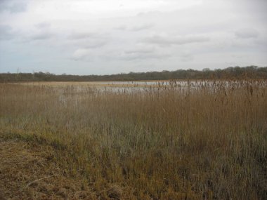 Reedbed yakın bir göl kışın Fransa