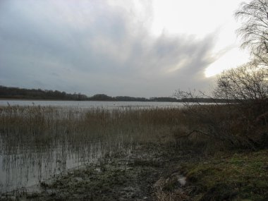 Reedbed yakın bir göl kışın Fransa