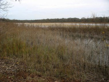 Reedbed yakın bir göl kışın Fransa